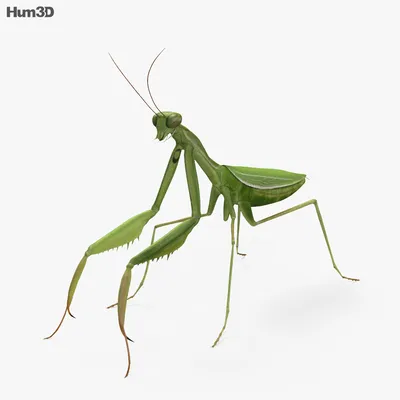 Богомол обыкновенный (Mantis religiosa)