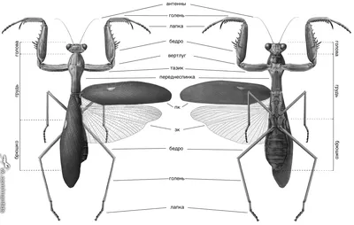 Богомол. Описание и жизненный цикл богомола.
