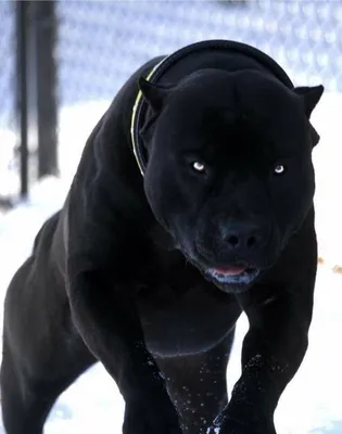 Бойцовские породы собак | Big dog breeds, Pitbull dog breed, Black pitbull