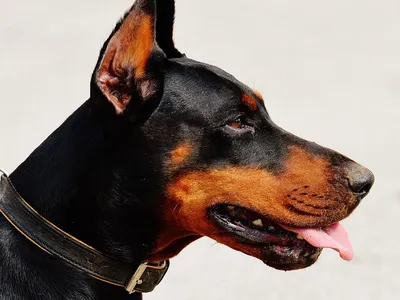 Бойцовские породы собак: ТОП 10 с фотографиями и названиями