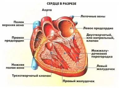 Почему одновременно болят голова и сердце