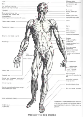 ТОП-15 болевых точек на теле человека. Самооборона - YouTube