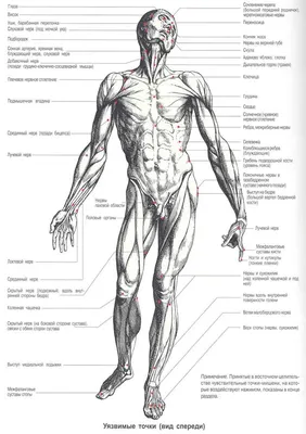 Болевые точки на теле человека картинки