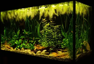 Болезни аквариумных растений - ДомуМир