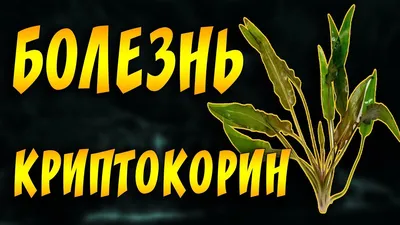 Ихтиофтириоз - манка: как и чем лечить у аквариумных рыбок?