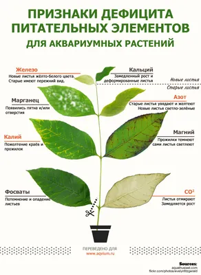 Болезни аквариумных растений - Сторінка 13 - Болезни аквариумных растений -  AP