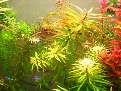 Неприхотливые аквариумные растения для начинающих - AquaticPlant