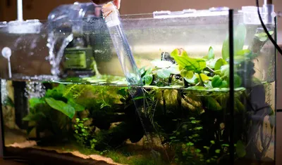 Перезапуск аквариума после болезни или смерти аквариумных рыбок |  АрованАква магазин аквариумов | Дзен