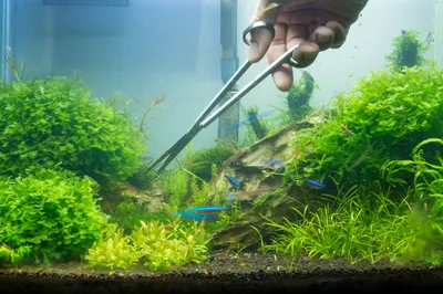 Железо в аквариумах с растениями: зачем нужно, нехватка и избыток,  дозировки | CO2-Shop