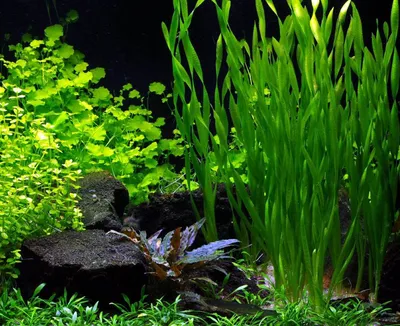 Живые растения для аквариума: ТОП-15 лучших видов неприхотливых, требующих  минимального ухода для начинающих растений, 130 фото