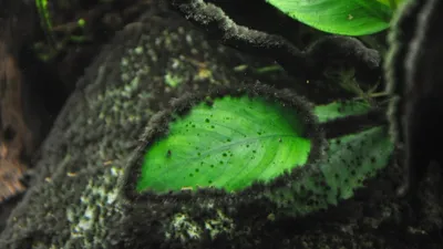 Белые листья растений (недостаток кальция?) - Болезни аквариумных растений  - AP