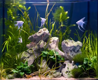Живые растения для аквариума: ТОП-15 лучших видов неприхотливых, требующих  минимального ухода для начинающих растений, 130 фото