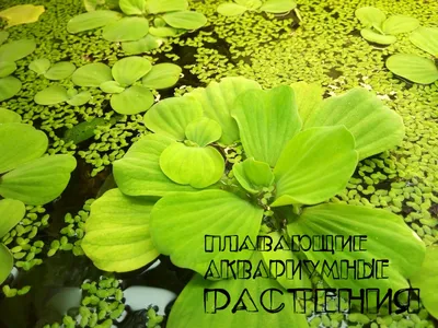 Фотосинтез аквариумных растений .Выделение кислорода ! - YouTube