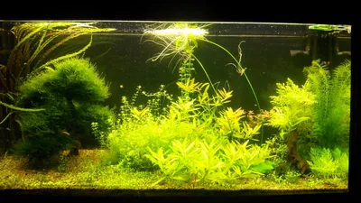Болезни аквариумных растений #57
