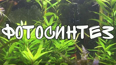 Заболевания аквариумных растений | АквариумОК
