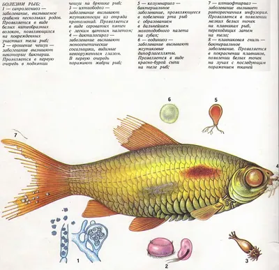 Болезни аквариумных растений | признаки и причины