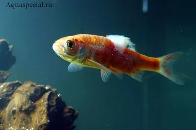 Сапролегниоз у аквариумных рыб: причины болезни, лечение