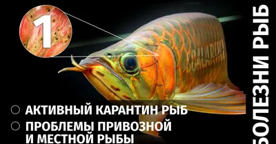 Ихтиофтириоз - манка: как и чем лечить у аквариумных рыбок?