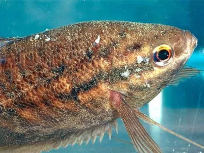 Ихтиофтириоз или манка - болезнь рыб, что делать - авторская статья ИМ  Акварибки