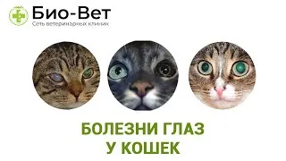 Офтальмологические проявления вирусной лейкемии кошек /Ocular  manifestations of feline leukemia virus infection