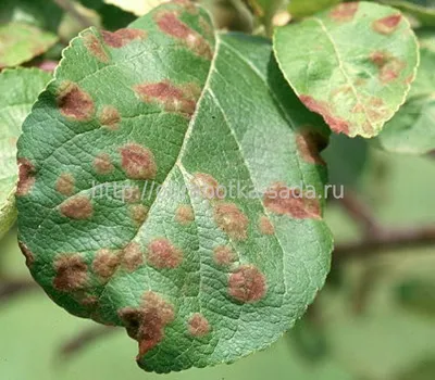 Груша без болезней — Soncesad Груша без болезней — Soncesad