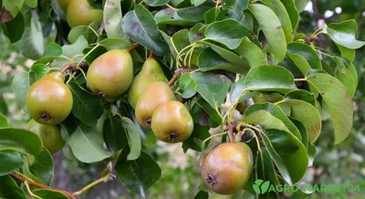 Вредители и болезни плодовых деревьев груши