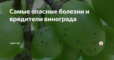 Самые опасные болезни и вредители винограда | Agro-Biz | Дзен