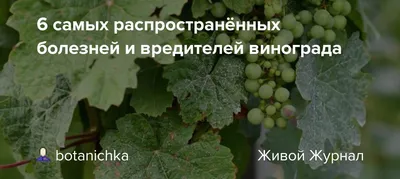 Цветение винограда и причины осыпания цветков - Виноград, виноградарство.  Саженцы винограда Красохиной С.И.