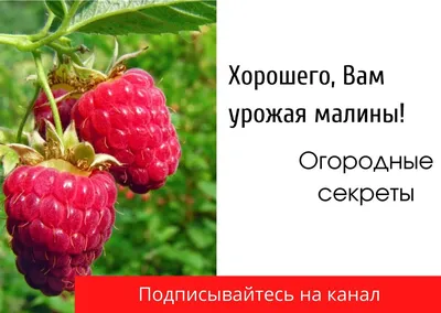 Ученые назвали ягоду, снижающую риск болезни Альцгеймера - Российская газета
