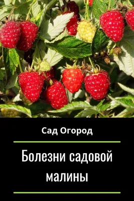 Кому и почему нельзя есть малину, рассказываем о неоднозначности этой  летней ягоды — читать на 