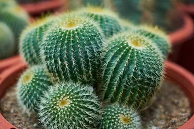 Болезни кактусов: пожелтение стеблей, фитофтора или кактусная гниль,  фузариоз и другие