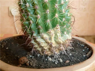 Спасаем Echinopsis Subdenudata | Пикабу