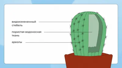 Кактус 🌵Посадка и Уход 🌵 Полезные советы - YouTube