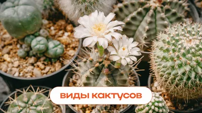 Болезни кактусов картинки