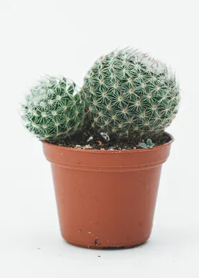 Спасаем Echinopsis Subdenudata | Пикабу