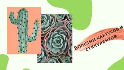 Выращивание кактусов из семян: детальное описание процесса