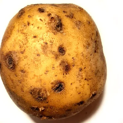 7 болезней картофеля, которые влияют на состояние человека — 