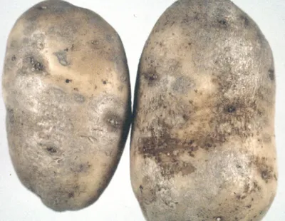 Грибки на клубнях картофеля - как появляются и что делать