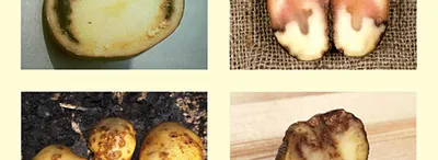 Вредители и болезни картофеля: фото, описание