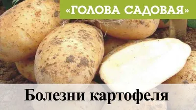 Грибные болезни картофеля — 