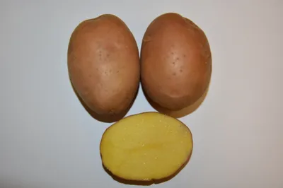 При исследовании картофеля обнаружено опасное карантинное заболевание бурая  гниль картофеля • 