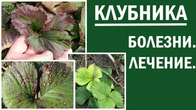 Болезни клубники - симптомы и эффективные методы борьбы