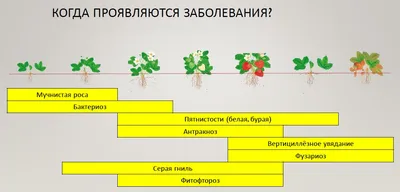 Болезни клубники: описание с фото, способы лечения и борьбы с вредителями |  Fertilizer Daily | Дзен