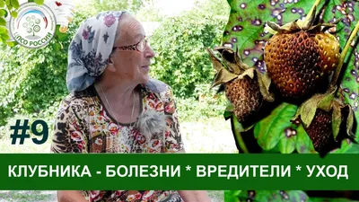 Что делать, если засохла клубника: основные причины