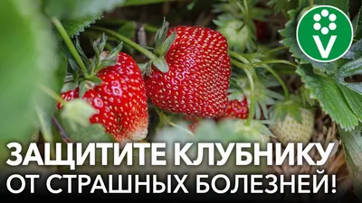 Болезни клубники: описание с фото, способы лечения и борьбы с вредителями |  Fertilizer Daily | Дзен