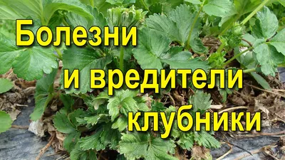 Какая болезнь у клубники и как её лечить? - ответы экспертов 