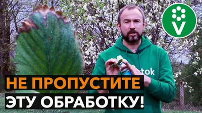 Обработка клубники от болезней | Огород Мечты | Дзен