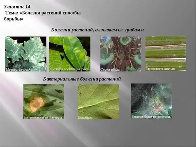 Грибковые болезни комнатных растений | Сад и огород /  | Дзен