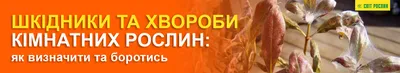 Болезни комнатных растений и методы борьбы. Оранжерейный вопрос - YouTube