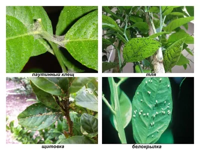 Вредители комнатных растений: как бороться, чем обрабатывать - Ортон